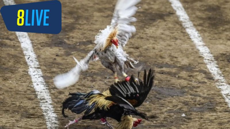 Giới thiệu về Đá Gà Philippines