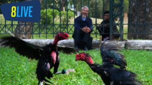 đá gà trực tiếp c3