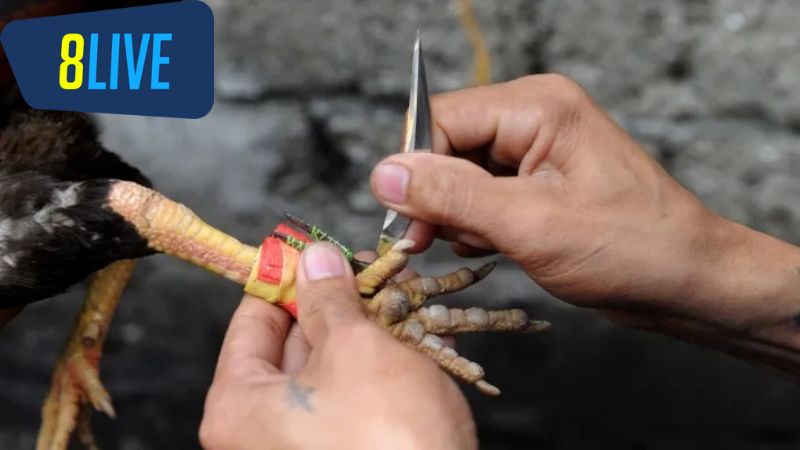 Lịch Sử Và Ý Nghĩa Của Đấu Trường Gà Cựa Dao