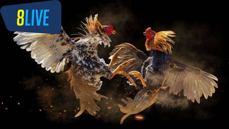 Sự Phát Triển Của Công Nghệ Trong Đấu Trường Gà Cựa Dao