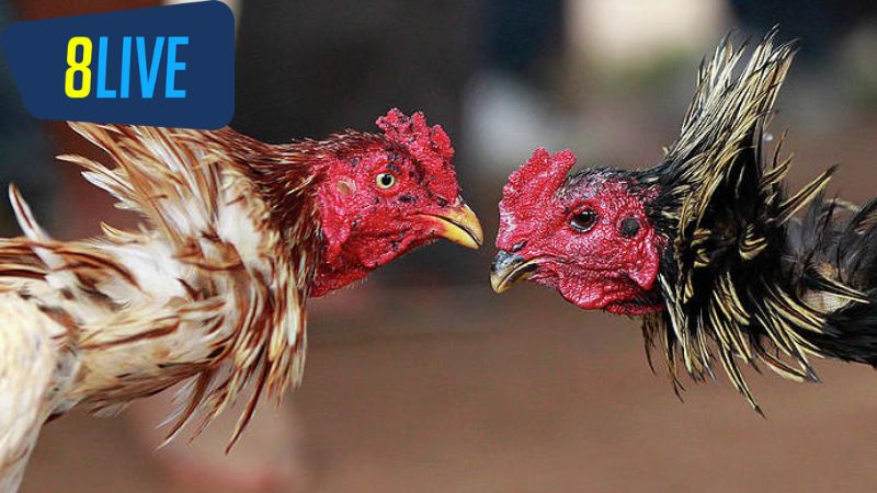 Giới thiệu về Trường Gà Thomo